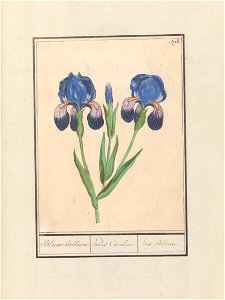 IdentificatieTitel(s): Paarse iris (Iris germanica)Blauwe lisbloeme. / irides Coeruleae. / iris Bleues (titel op object)Objecttype: tekening Objectnummer: RP-T-BR-2017-1-9-103Omschrijving: Paarse iris