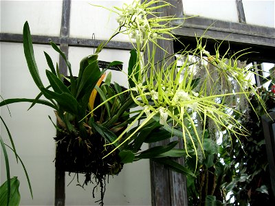 A picture of Brassia verrucosa.