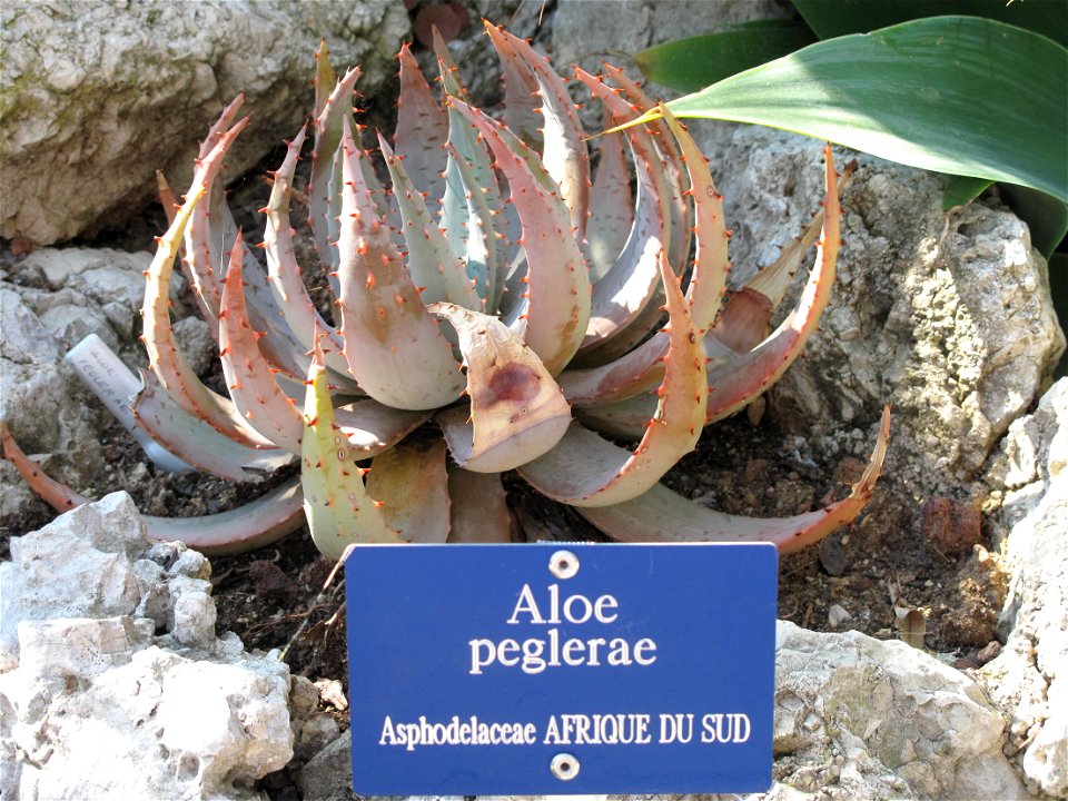 Aloe peglerae in the exotic garden of Monaco.Français :  Aloe peglerae au jardin exotique de Monaco.