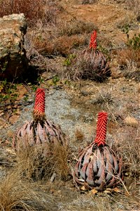 Aloe peglerae Schonl. from Hamerkop, Magaliesberg, South Africa photo