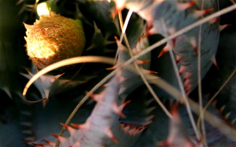 Aloe peglerae, Magaliesberg, South Africa - developing inflorescence