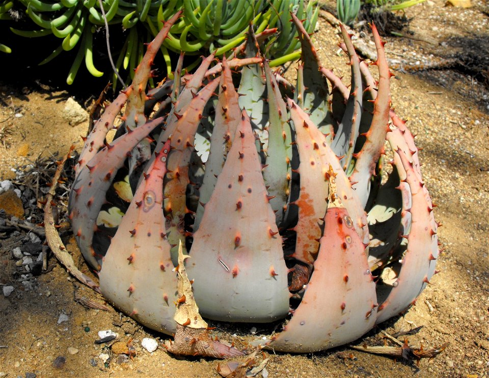 Aloe peglerae at Quail Botanical Gardens in Encinitas, California, USA.