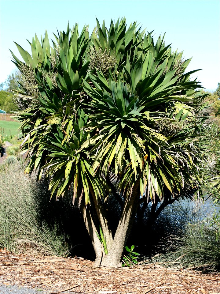 Cordyline obtecta, Auckland, New Zealand. This tree has panicles with fruit.