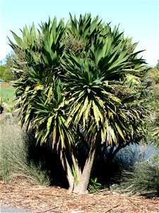 Cordyline obtecta, Auckland, New Zealand. This tree has panicles with fruit.