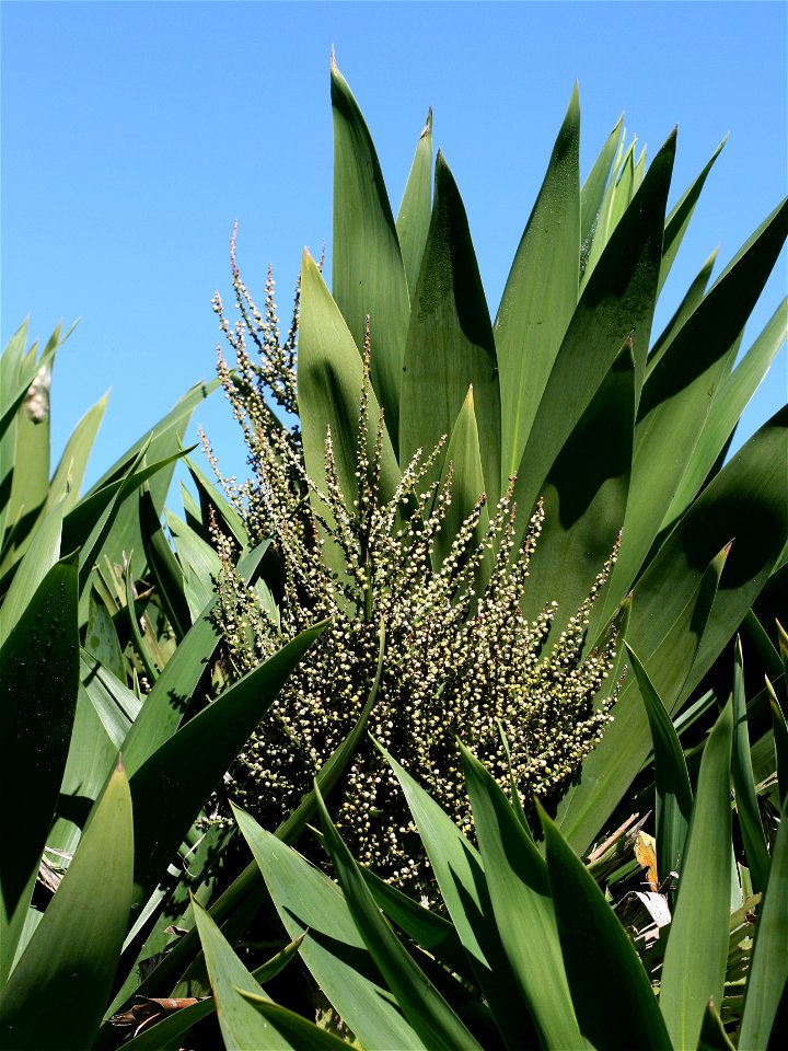 foliage and fruiting panicle of Cordyline obtecta, Auckland, New Zealand