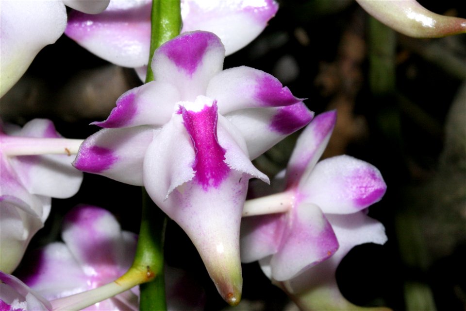 Aerides lawrenciae