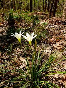 Apex Nature Park photo