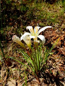 Apex Nature Park photo