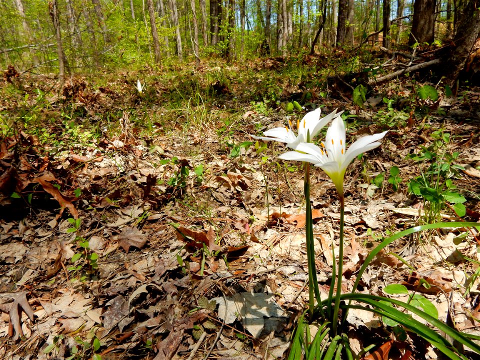 Apex Nature Park