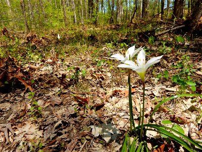 Apex Nature Park photo