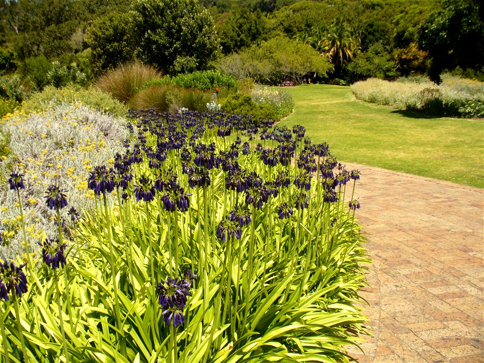Agapanthus inapertus 2