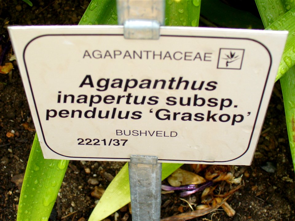 Agapanthus inapertus sign