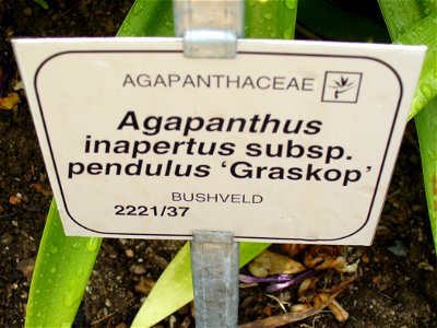 Agapanthus inapertus sign photo