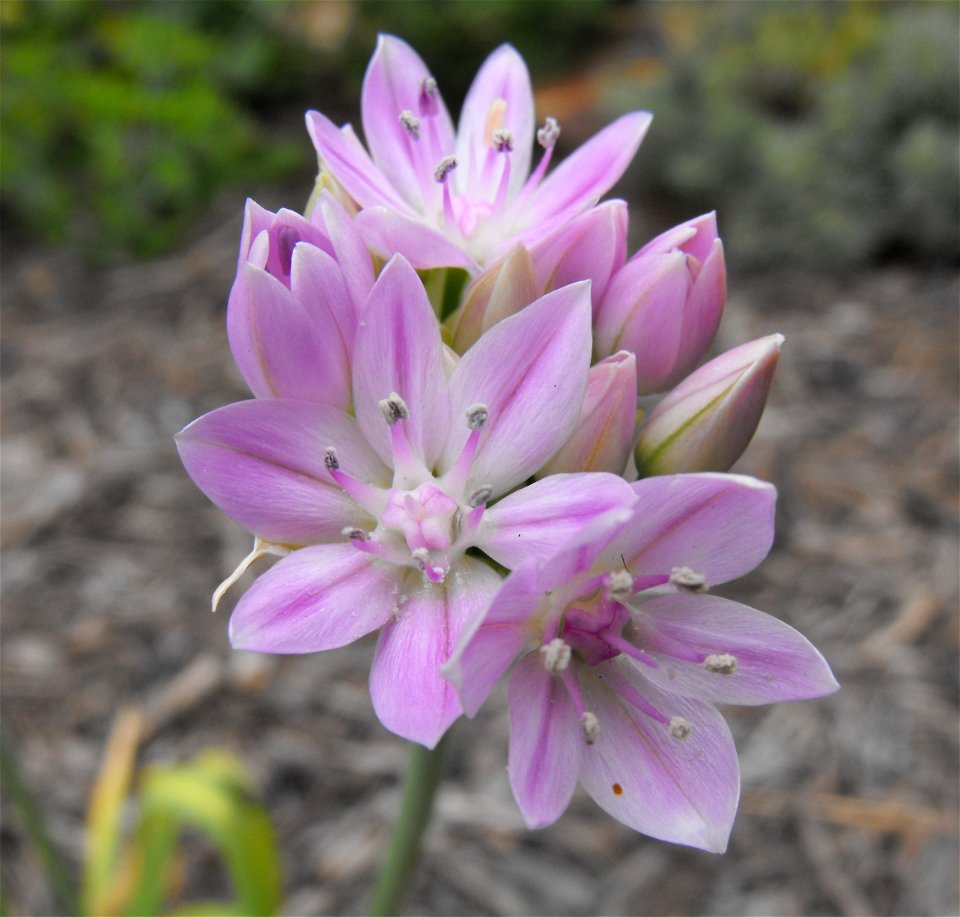 Allium unifolium at Quail Botanical Gardens in Encinitas, California, USA. Identified by sign.