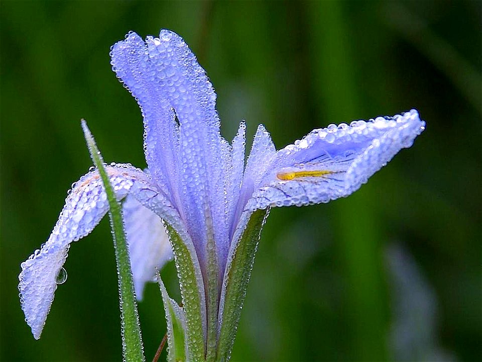 Image title: Dew on flowers
Image from Public domain images website, http://www.public-domain-image.com/full-image/nature-landscapes-public-domain-images-pictures/water-dew-drops-public-domain-images-