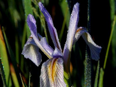Image title: Dew flowers
Image from Public domain images website, http://www.public-domain-image.com/full-image/nature-landscapes-public-domain-images-pictures/water-dew-drops-public-domain-images-pic