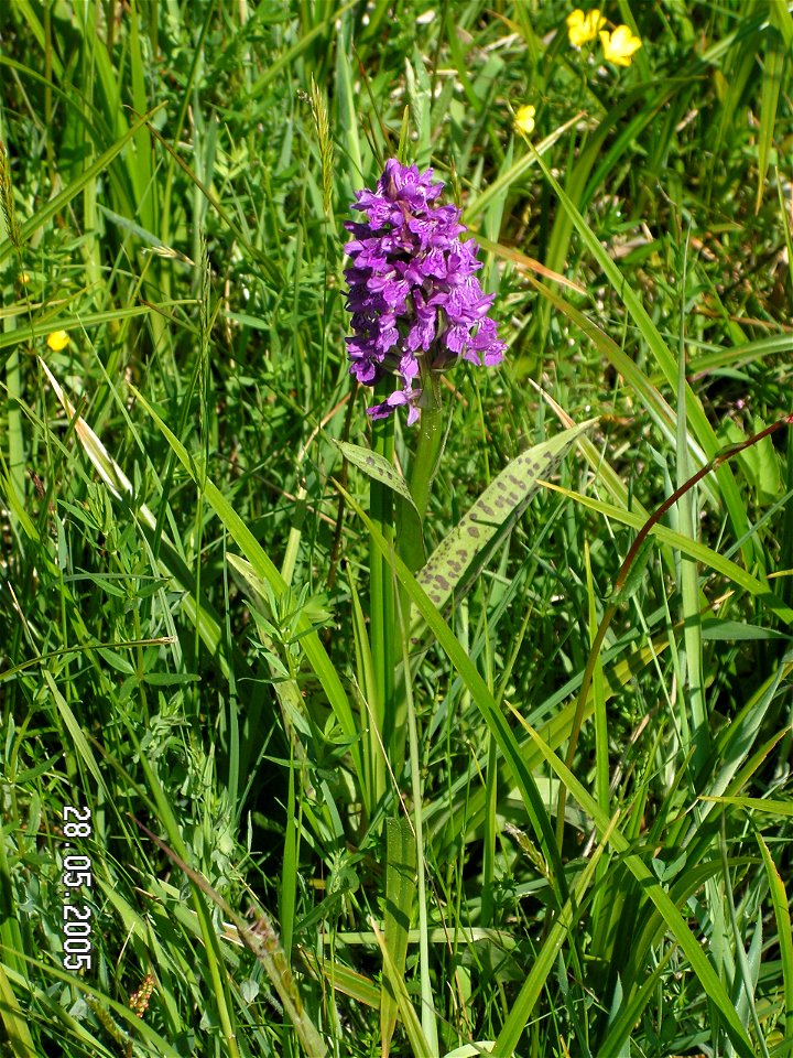 Prstnatec májový (Dactylorhiza majalis) - lokalita Hroznětínská louka