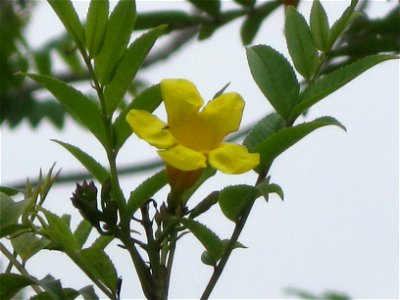 La imagen de la flor de Amancaes fue hecha en el Parque de las Leyendas (zoológico de Lima).