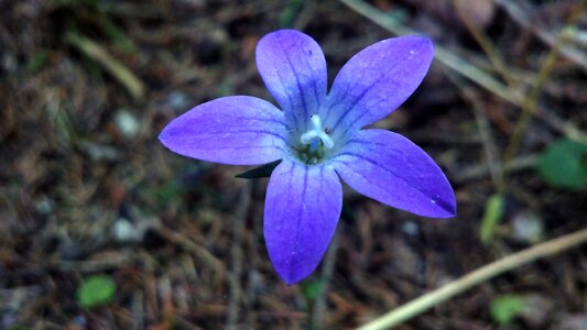 Bloom flora purple
