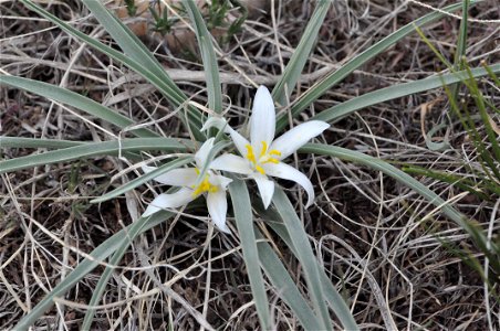 Starlily
