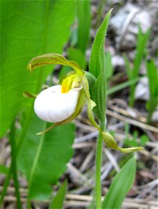 Cypripedium candidum. A hill prairie in Lewis County, Kentucky.