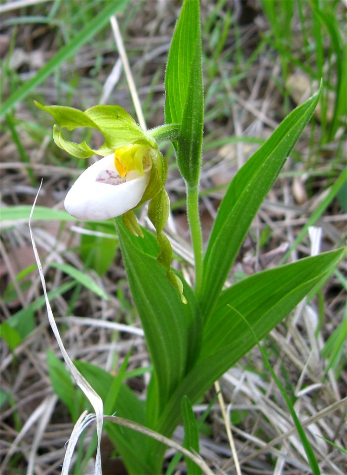 Cypripedium candidum. Moist rivets in a limestone barren in Lewis County, Kentucky.