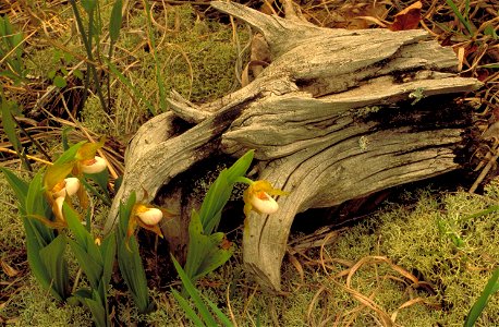 Image title: White showy ladys slipper orchid blossoms cypripedium candidum Image from Public domain images website, http://www.public-domain-image.com/full-image/flora-plants-public-domain-images-pic photo