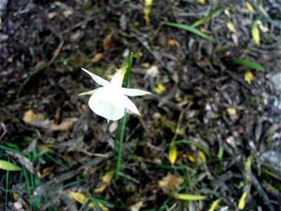 Hybridus Narcissus cantabricus x pallidulus, = , habitus, Dehesa Boyal de Puertollano, Spain photo