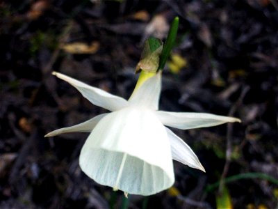 Hybridus Narcissus cantabricus x pallidulus, = . Flower closeup,  Dehesa  Boyal de Puertollano, Spain