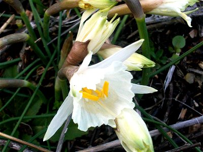 Narcissus cantabricus Flower Close up Dehesa Boyal de Puertollano, Spain photo