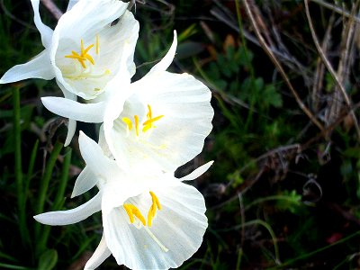 Narcissus cantabricus Flowers closeup Dehesa Boyal de Puertollano, Spain photo
