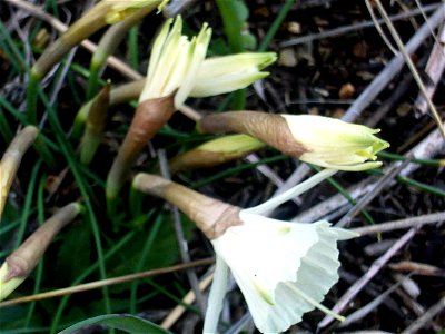 Narcissus cantabricus Habitus Dehesa Boyal de Puertollano, Spain photo