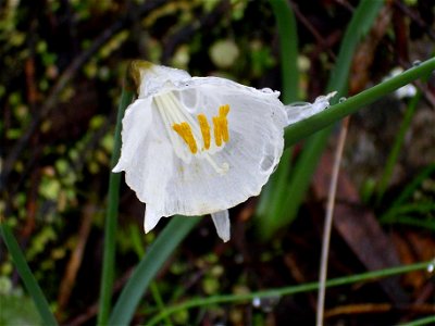 Narcissus cantabricus Flower closeup, Dehesa Boyal de Puertollano, Spain photo