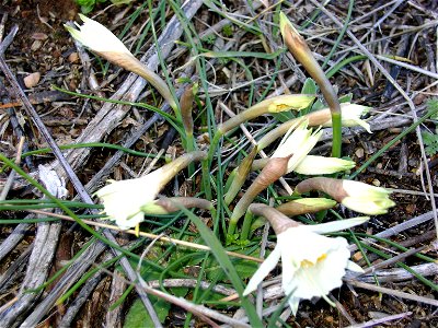 Narcissus cantabricus habit, Dehesa Boyal de Puertollano, Spain photo