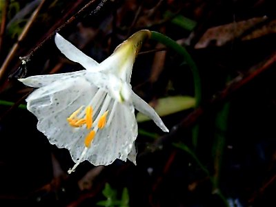 Narcissus cantabricus Flower Close up Dehesa Boyal de Puertollano, Spain photo