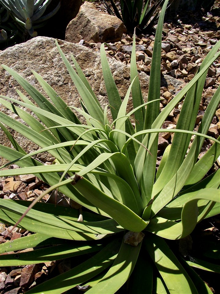 —  Spider agave.
At the San Diego Botanic Garden, Encinitas, California.
Identified by sign.