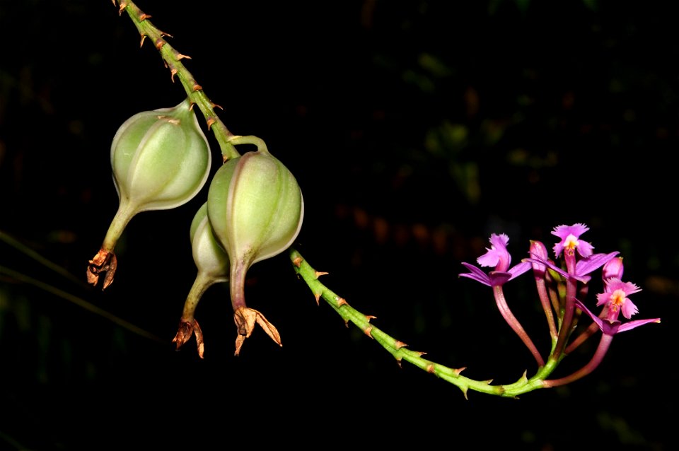 Epidendrum secundum, Jacq. (1760)