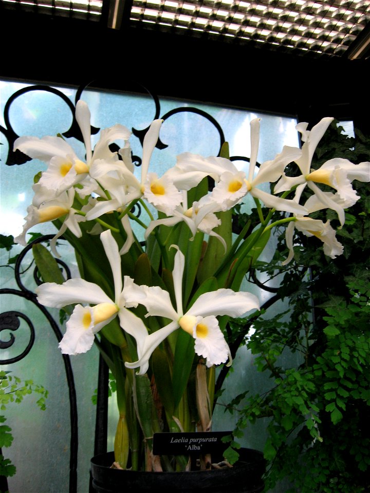 A picture of Laelia purpurata 'alba'. I assume this is the same as Laelia purpurata f. alba. If its not the same please correct my mistake.