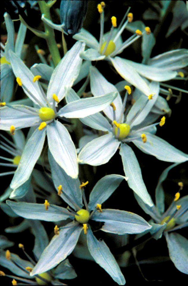 Image title:  — An image of wild hyacinth flowers in bloom.
Image from Public domain images website, http://www.public-domain-image.com/full-image/flora-plants-public-domain-images-pictures/flowers-pu
