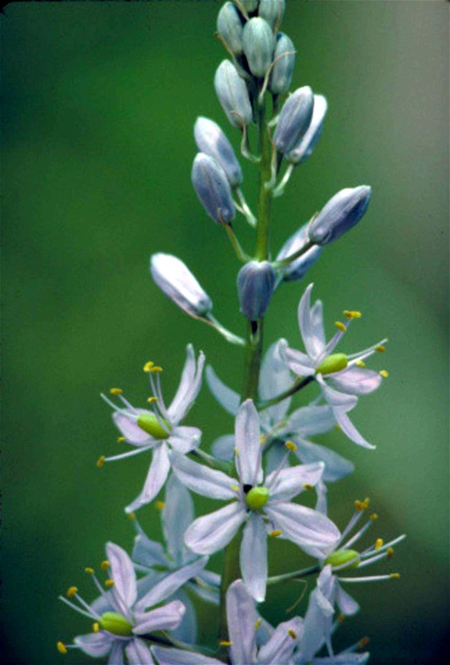 Image title: Wild hyacinth plant with purple flowers in bloom camassia scilloides
Image from Public domain images website, http://www.public-domain-image.com/full-image/flora-plants-public-domain-imag