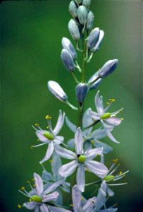 Image title: Wild hyacinth plant with purple flowers in bloom camassia scilloides Image from Public domain images website, http://www.public-domain-image.com/full-image/flora-plants-public-domain-imag photo