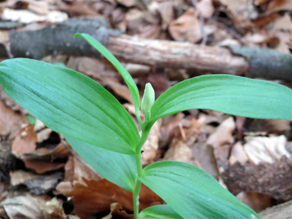 Langblättriges Waldvöglein (Cephalanthera longifolia) im Naturschutzgebiet Badstube
