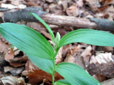 Langblättriges Waldvöglein (Cephalanthera longifolia) im Naturschutzgebiet Badstube