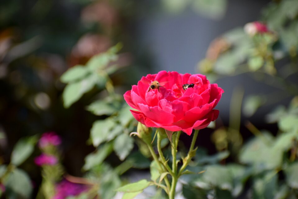 Blossom bloom plant