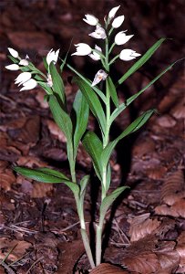 Cephalanthera longifolia1 eF