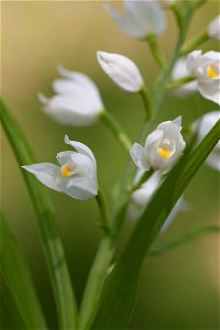 Orchidée non identifiée