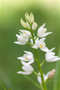Orchidée non identifiée