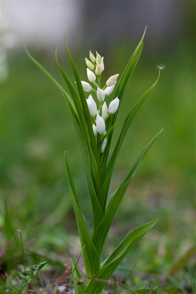 Orchidée non identifiée