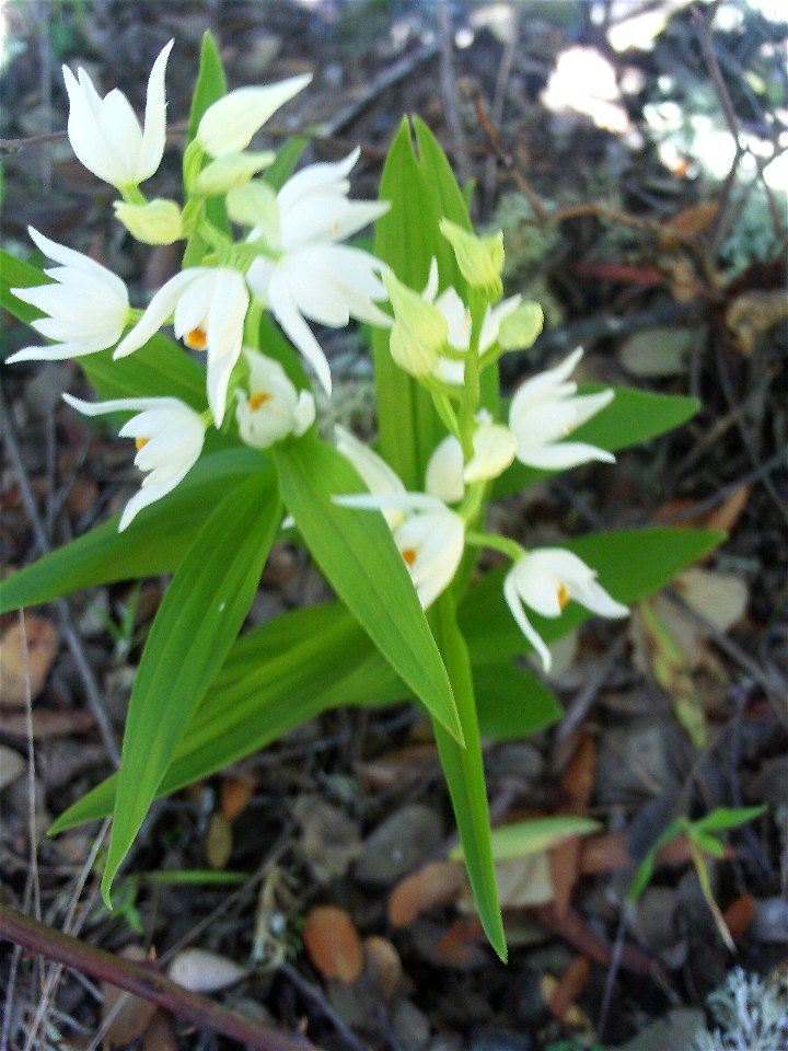Cephalanthera longifolia habitus, Sierra Madrona, Spain