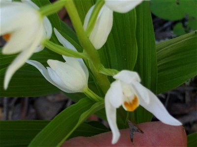 Cephalanthera longifolia flowers close up, Sierra Madrona, Spain